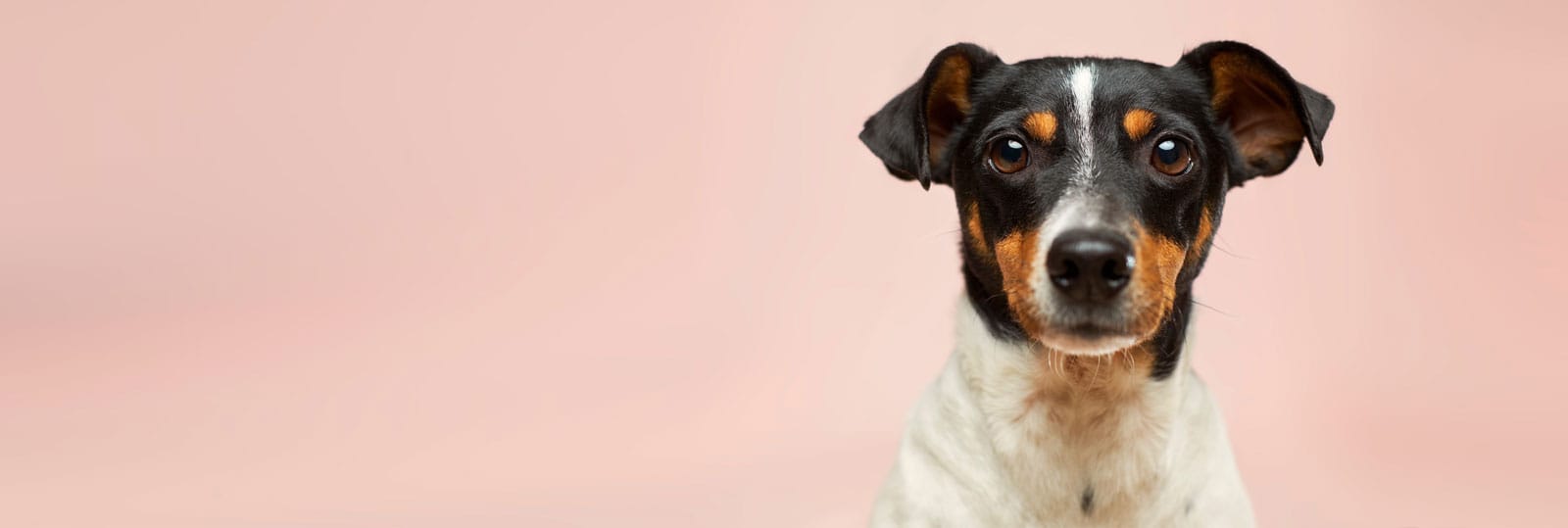 Foto: Victor Grabarczyk / Unsplash Hund und Katze liegen gemeinsam auf dem Boden